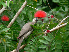 Philemon buceroides