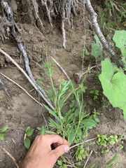 Dichanthelium lanuginosum