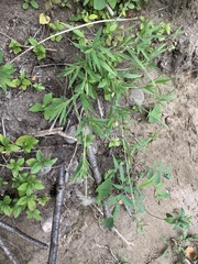 Dichanthelium lanuginosum