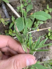 Dichanthelium lanuginosum