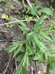 Dichanthelium lanuginosum