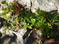 Perityle lindheimeri