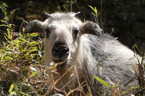 Sichuan Takin