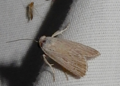 Catabena lineolata