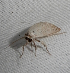 Catabena lineolata