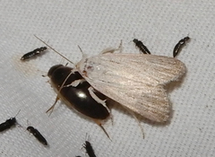 Catabena lineolata