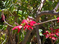 Zosterops borbonicus