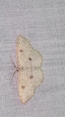Cyclophora albipunctata