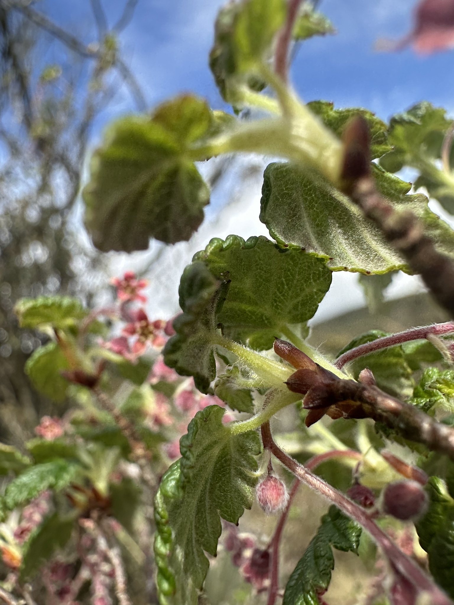 Ribes andicola