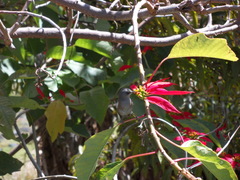 Zosterops borbonicus