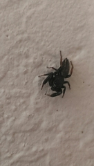Metacyrba