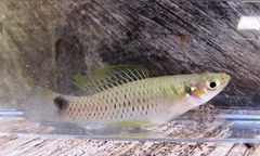 Pseudoxiphophorus bimaculatus