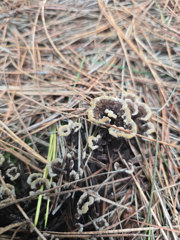 Thelephora terrestris · April 2025 · photo: © xmahliax (iNaturalist, cc-by-nc)