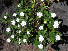 Tabernaemontana corymbosa