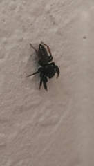 Metacyrba