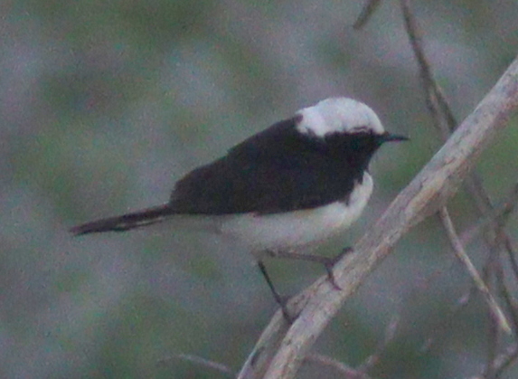 Cyprus Wheatear (Oenanthe cypriaca)
