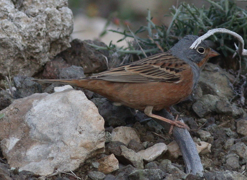 Escribano ceniciento (Emberiza caesia)