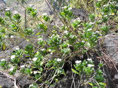 Tabernaemontana corymbosa