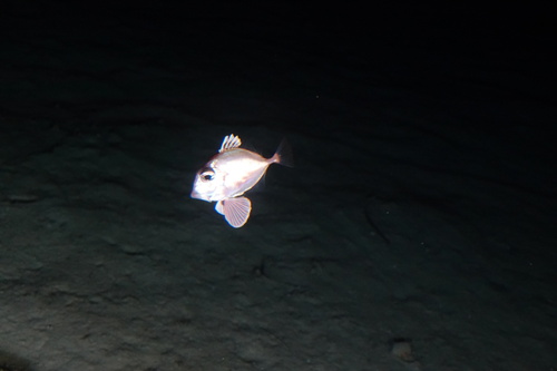 Rosy dory (Cyttopsis rosea) — Parazenidae — 4