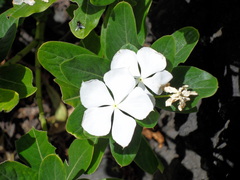 Tabernaemontana corymbosa