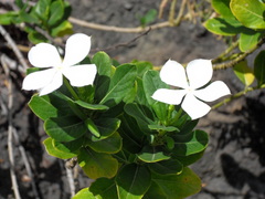 Tabernaemontana corymbosa