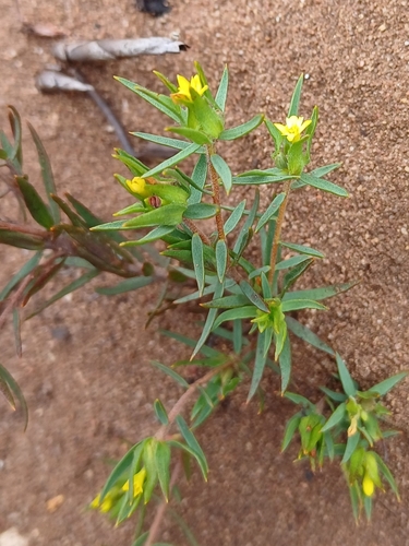 Image of Gnidia juniperifolia by (c) Martjie Fia Fourie, some rights reserved (CC BY)