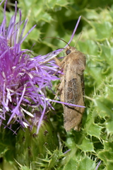 Chersotis cuprea