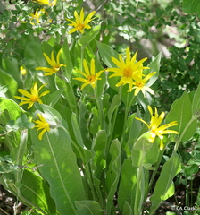 Wyethia mollis