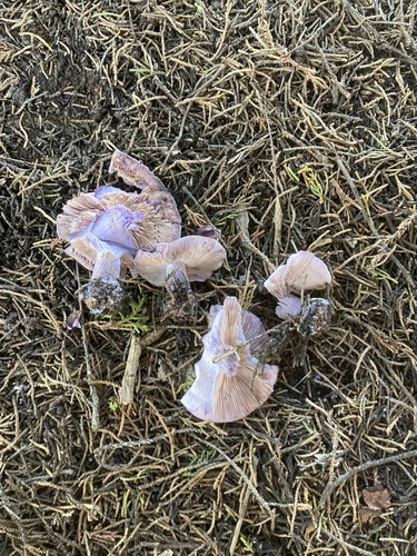 iNaturalist observation photo of Blewit