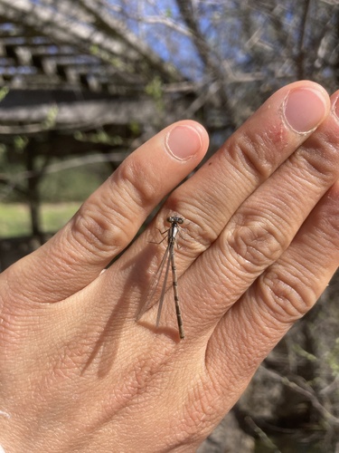 iNaturalist observation photo of Narrow-winged Damselflies