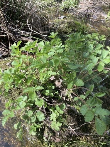 iNaturalist observation photo of sticky cinquefoil