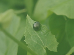 Brachyplatys subaeneus