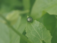 Brachyplatys subaeneus