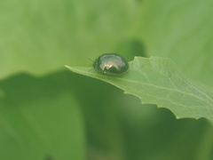 Brachyplatys subaeneus