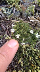 Veronica pulvinaris