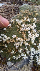 Veronica pulvinaris