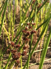 Juncus militaris