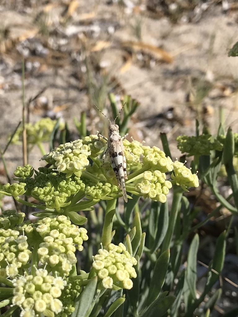 Tyrrhenian Sand Grasshopper
