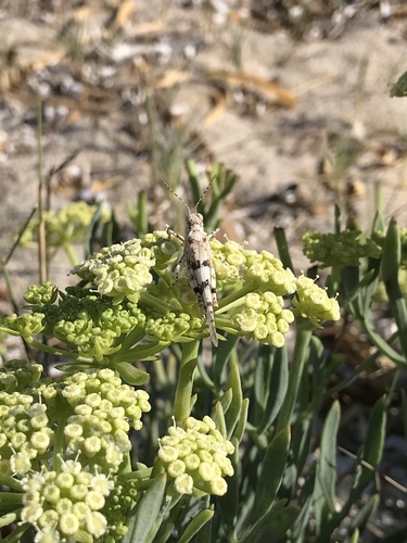 Tyrrhenian Sand Grasshopper