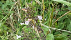 Clinopodium menthifolium ascendens