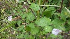Clinopodium menthifolium ascendens