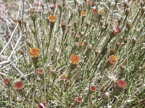 Image of Adenophyllum porophylloides by (c) Sue Carnahan, some rights reserved (CC BY)