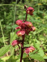 Pyrola asarifolia