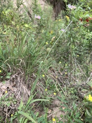 Muhlenbergia frondosa