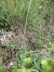 Muhlenbergia frondosa