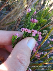 Erica brevifolia
