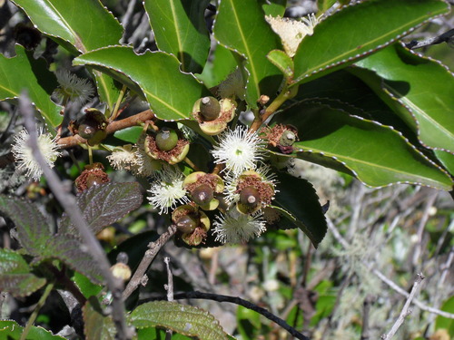 Aphloiaceae image