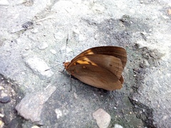 Lepidoptera