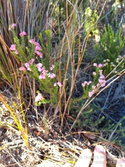 Erica brevifolia