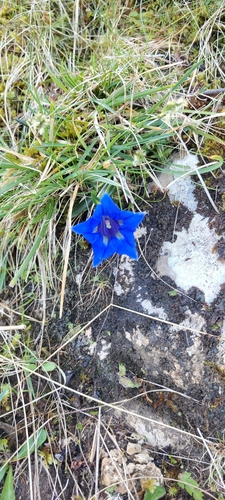 Image of Pyrenean Trumpet Gentian (Gentiana occidentalis) by (c) Andrew Dalby, some rights reserved (CC BY)